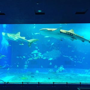 クライミングソムリエ沖縄ソロツアー2019