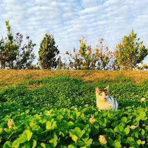 クライミングソムリエ沖縄ソロツアー2019