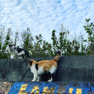 クライミングソムリエ沖縄ソロツアー2019